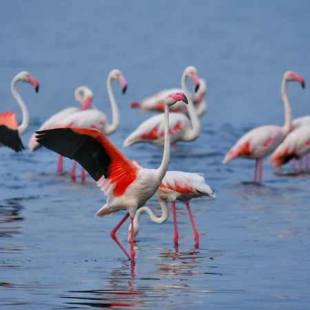 Perda Bianca Relais *