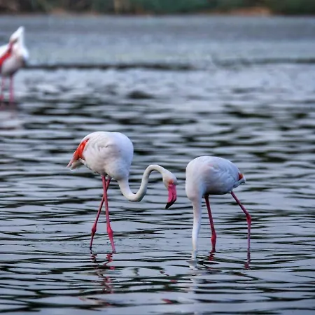 Appartamento Perda Bianca Relais Quartu SantʼElena